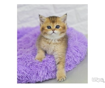 Продается самец BSH