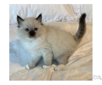 Seal Point lynx Ragdoll for sale