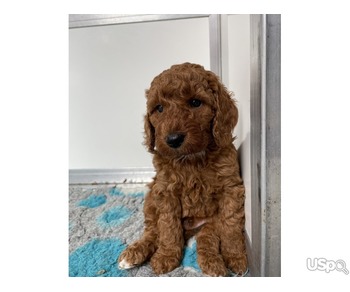 TWO CAVAPOO PUPPIES FOR SALE