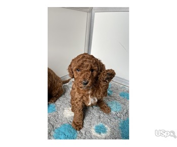 TWO CAVAPOO PUPPIES FOR SALE