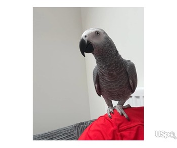 Reluctant sale African grey Male