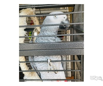 Reluctant sale African grey Male
