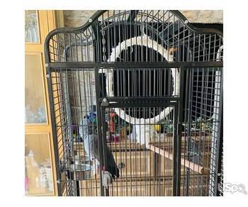 Reluctant sale African grey Male