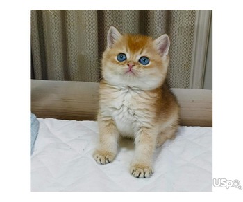 British blue shorthair for sale