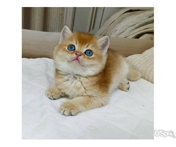 British blue shorthair for sale
