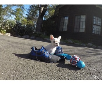 Lovely French bulldog for free adoption