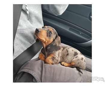 AKC Dachshund Puppies For Free