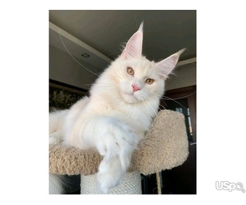 Adorable kittens for adoption