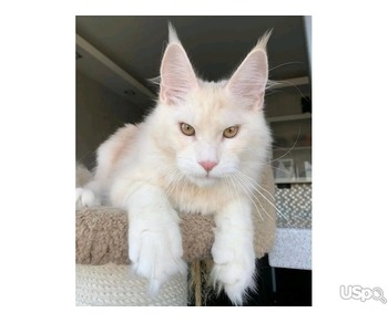 Adorable kittens for adoption
