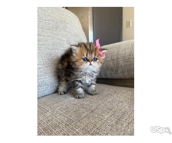 Persian kitten for sale