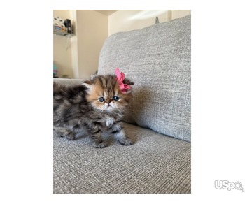 Persian kitten for sale