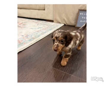 Female Dachshunds puppies