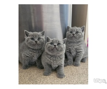 perfect british shorthair kittens