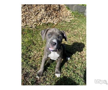 Charming and well behaved Pitbull terrier for sale
