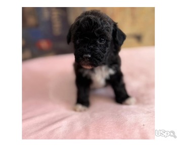Cavapoo puppy for sale