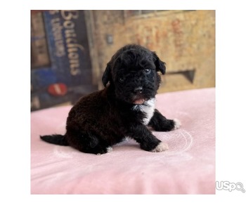Cavapoo puppy for sale