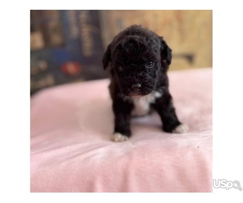 Cavapoo puppy for sale