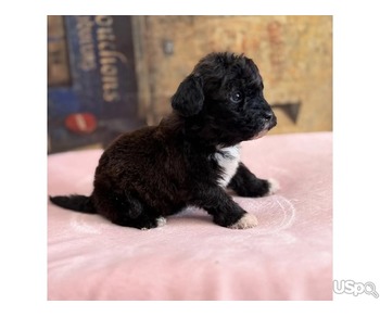 Cavapoo puppy for sale