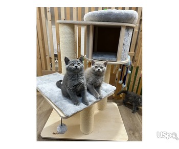 PUREBRED BRITISH SHORTHAIR KITTENS