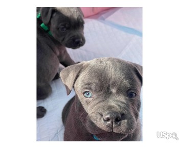 Blue Staffordshire Bull Terrier Puppies for sale