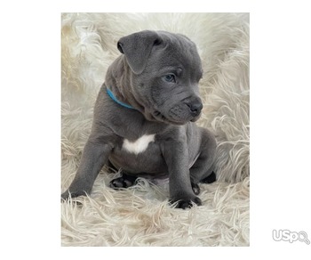 Blue Staffordshire Bull Terrier Puppies for sale