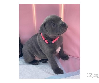 Blue Staffordshire Bull Terrier Puppies for sale