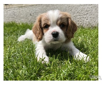 Reg Cavalier King Charles Puppies for sale
