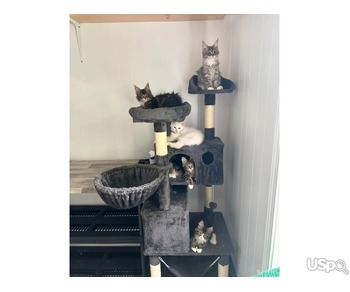 Main coon kitten