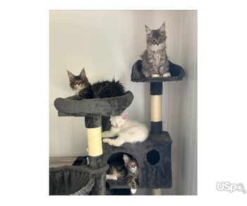 Main coon kitten