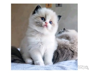 Adorable kittens for adoption