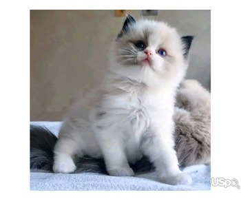 Adorable kittens for adoption