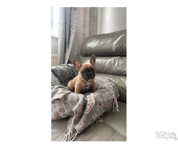 100% French bulldog puppies for sale