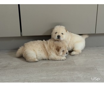 TWO CHOW CHOW PUPPIES FOR SALE