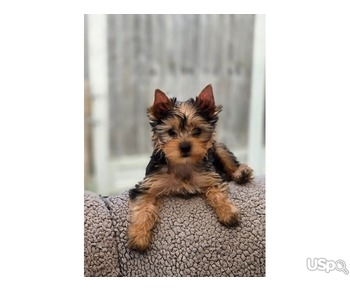 Toy Yorkshire terrier ready