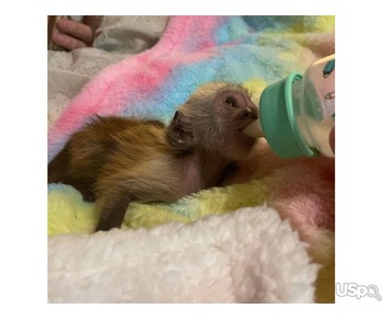 CAPUCHIN MONKEYS