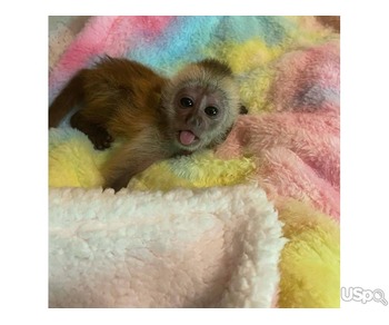 CAPUCHIN MONKEYS