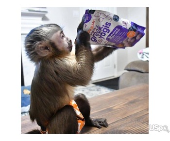 CAPUCHIN MONKEYS