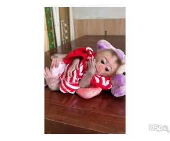 CAPUCHIN MONKEYS