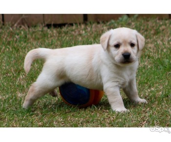 Golden retrieve looking for new home