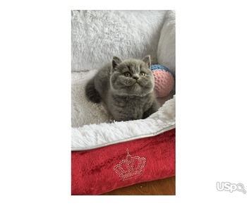 британских короткошерстных кота в наличии