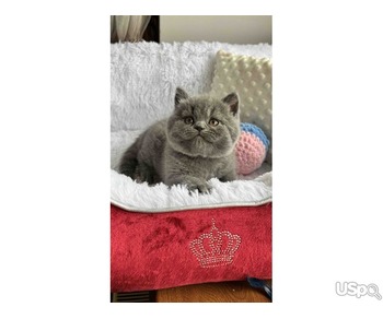 британских короткошерстных кота в наличии
