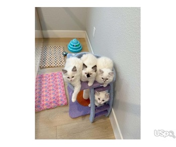 Ragdoll kittens for sale