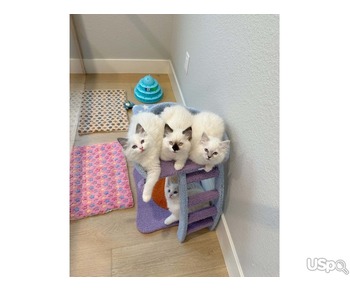 Ragdoll kittens for sale