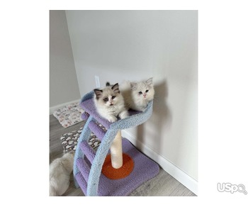 Ragdoll kittens for sale