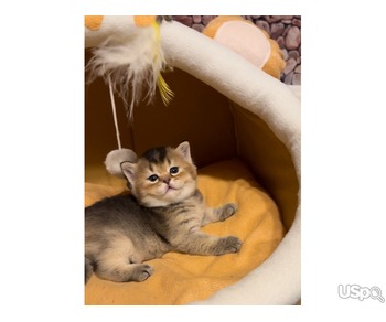 Чистокровные шотландские котята