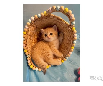 Чистокровные шотландские котята