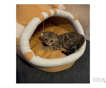 Чистокровные шотландские котята