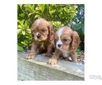 BEAUTIFUL CAVAPOO PUPPIES READY NOW