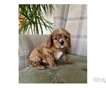 BEAUTIFUL CAVAPOO PUPPIES READY NOW