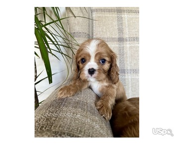 BEAUTIFUL CAVAPOO PUPPIES READY NOW